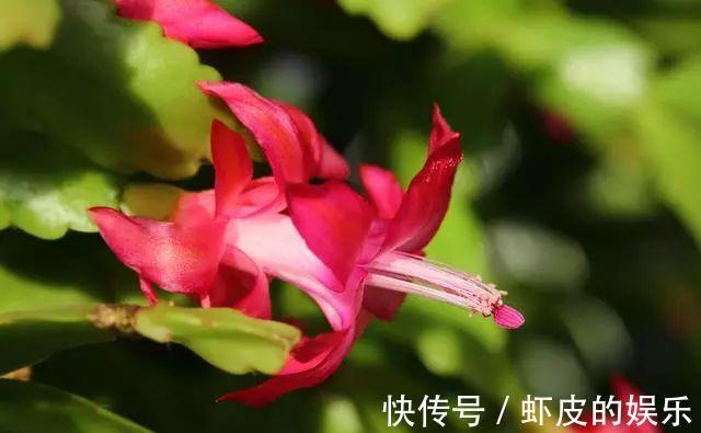 冬天蟹爪兰疯长很简单,注意这3点,整个冬季嗖嗖开花