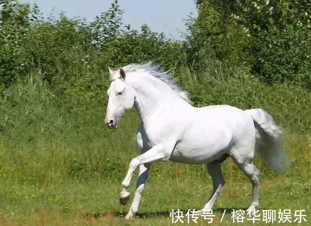 十二生肖|十二生肖中，生肖马 出生不同月, 便不同命!