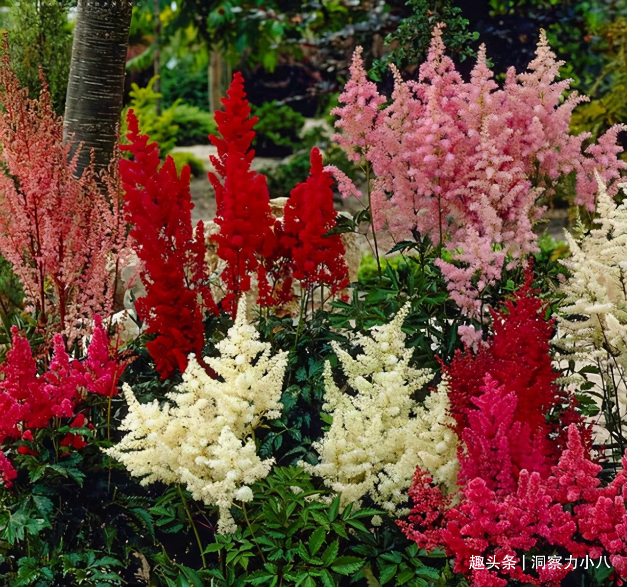 露天难成活的花,一晒太阳就黄了,挪个位置养“花叶俱美”满室香