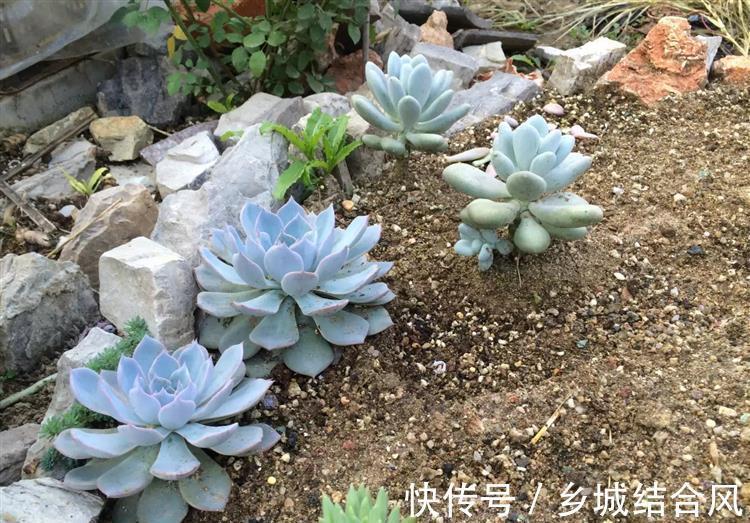 刚买来的多肉太瘦,告诉你这样栽变胖一倍