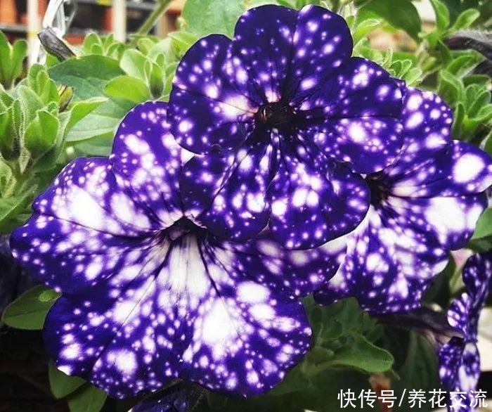 3月份后，很多怕热的植物要谨慎栽种，这几种耐热花卉就很适合种