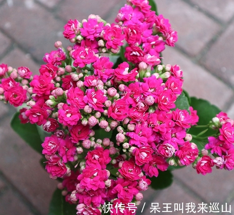 长寿花有“3怕”,冬天养护要避开,不然难以开花,花友都要了解