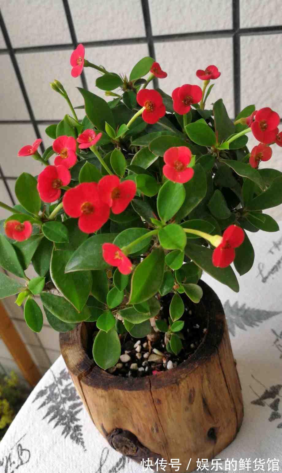 关键|3种“养不死”的花，适合新手，不只是好养，关键很漂亮