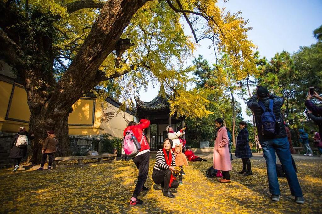 惠山|美到爆！惠山寺前600多岁的古银杏，黄了！