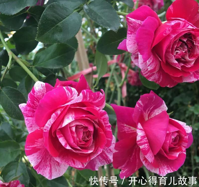 家里有院子,养上四款网红花,花开300天,美观又大气