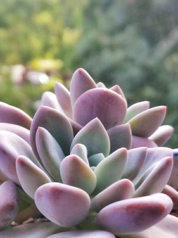 成长|与多肉一起走过的日子，见证多肉的成长过程！