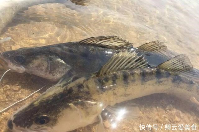凶猛梭鲈鱼入侵山东多地,临沂钓鱼人:钓了几条,以为是鳜鱼
