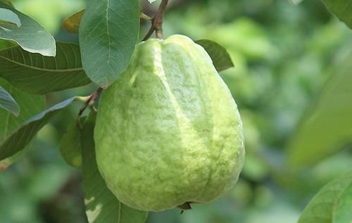 椰子|夏季养生，学会吃的食物，改善肠胃，排毒燃脂，清理体内毒素