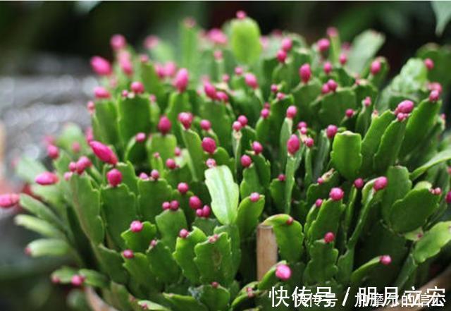 11月养蟹爪兰，用上3个狠招，一个叶片冒5个花苞，特喜人