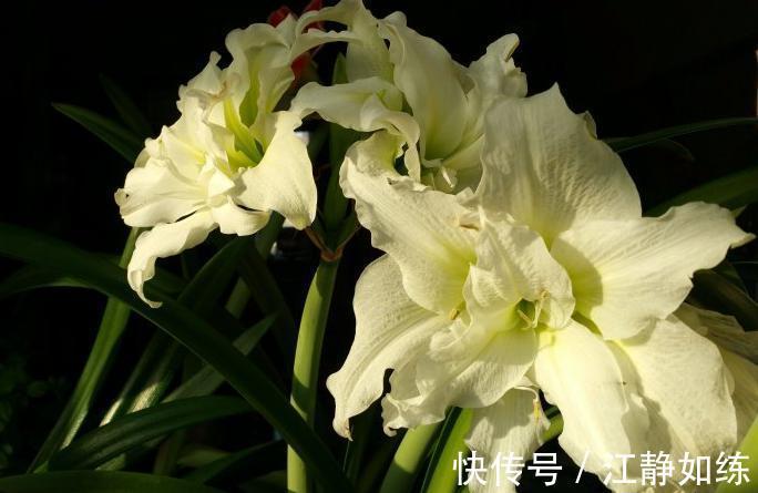 养花草十年了，朱顶红我只选这几种，好养还很好看