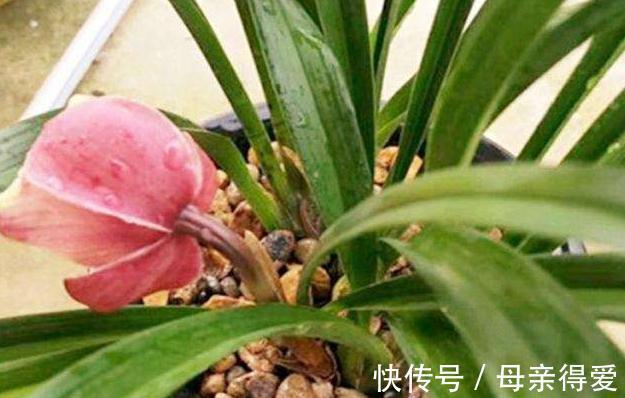 新手养花，改掉5个坏习惯，根系壮，枝叶茂，不然养1盆死1盆