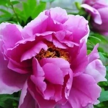 家养牡丹花有学问，学会这三个诀窍，轻轻松松花开成一片花海