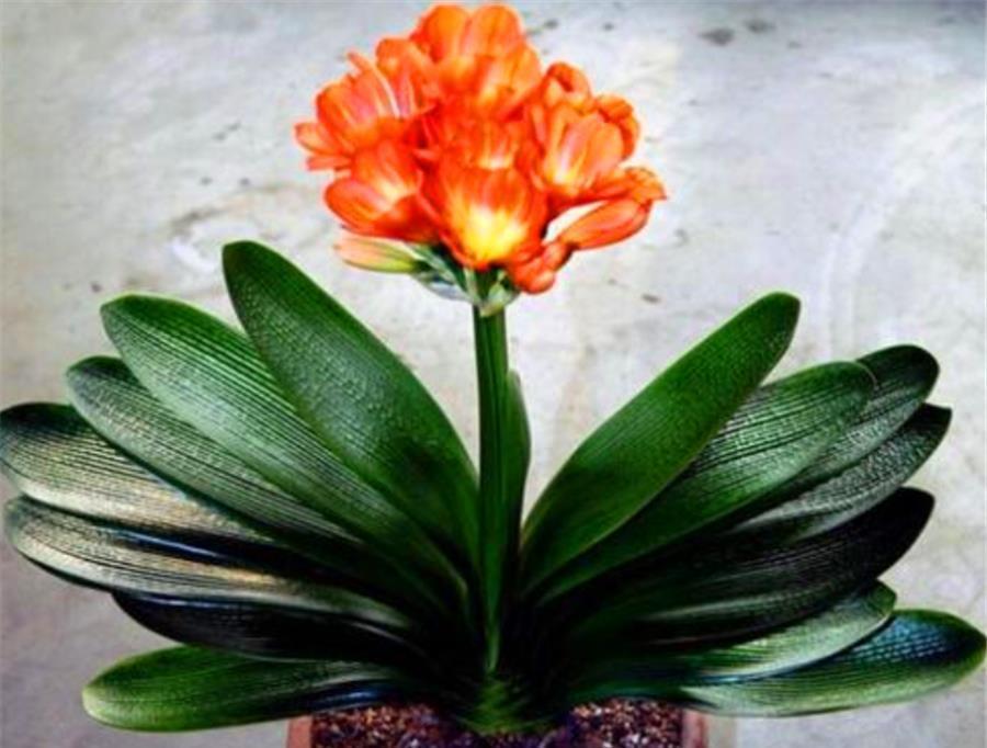立春了,君子兰换盆正当时,牢记6个小细节,根系粗壮叶子肥