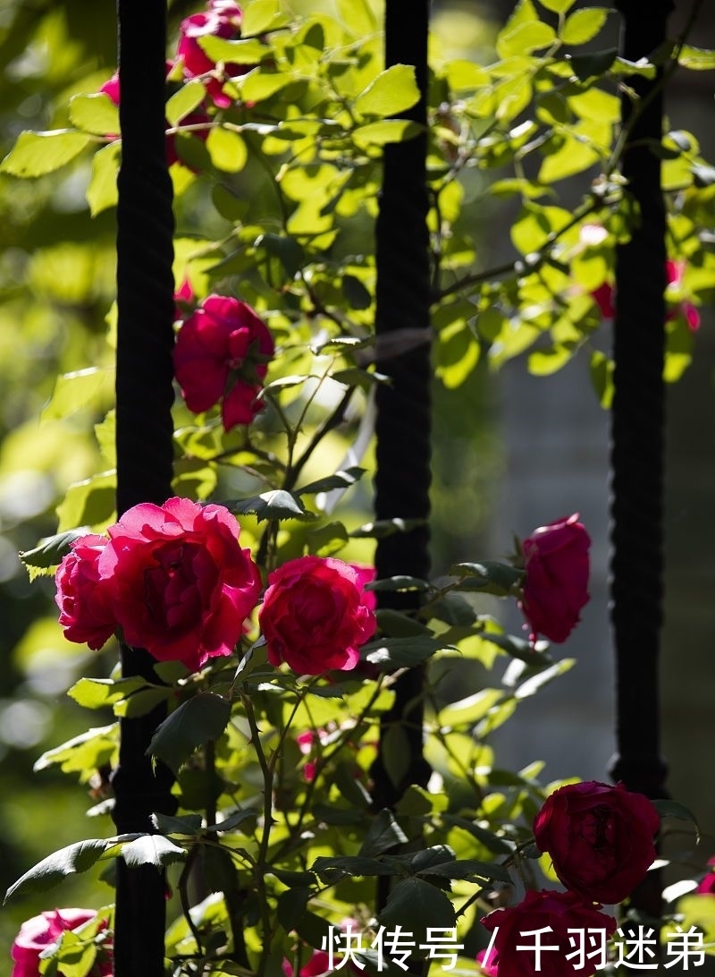 关键|婆婆养月季只选一种，好养抗性强，关键“爱”开花，比养欧月实在