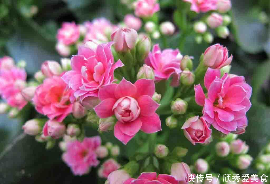 小动作|蟹爪兰长寿花,开花前后做个小动作,一个月后又开爆成花球