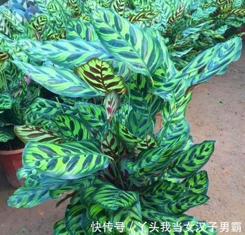 竹芋观叶价值高,这样养还能开花,令人惊奇!