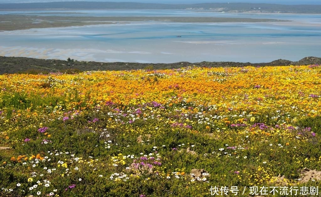 南非的“多肉”沙漠，平时黄沙遍地，每年有一个月却鲜花遍地！