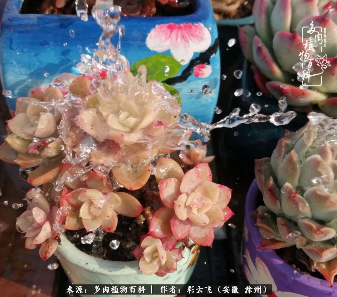浇水后的多肉，照片秒变“照骗”！却被“骗”得很开心！