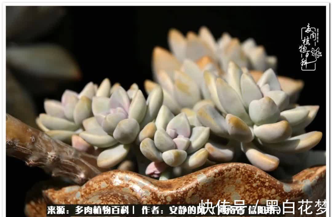 阳台多肉党的幸福生活!