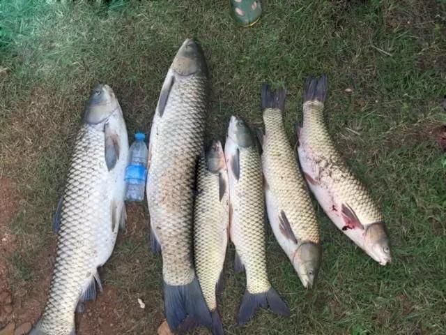 夏季大鱼难给口，错了因为调钓的灵钝，在一开始就有了误差