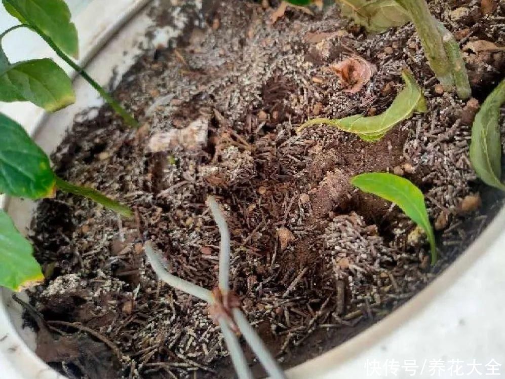 花盆里有一窝蛋，赶紧换盆，不然花都死了