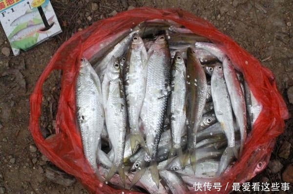 钓白条鱼真是累人,用我分享的方法,只要你下钩,它就在那等你