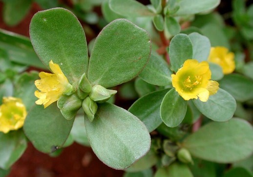 马齿苋|农村这3种野菜,浑身上下都是宝,却遭人嫌弃,遇到就摘回家吧