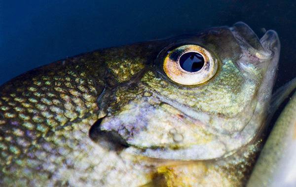 教你一种能让鱼离水活五天不死，并且不用水电、冰箱的法子