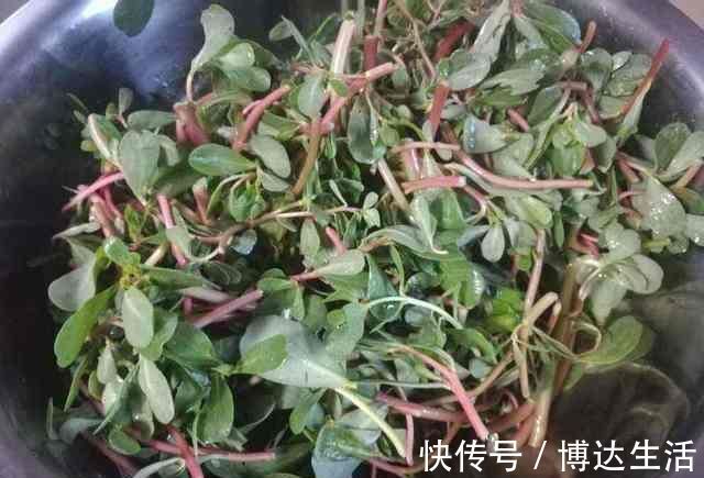 野菜|它被称为“药王”，好看又好吃，营养价值高，现在知道还不晚