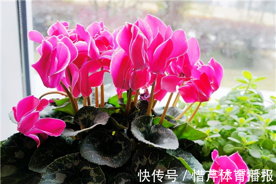 3种“养人花”，好看好养又能净化空气，越养越“贵气”！