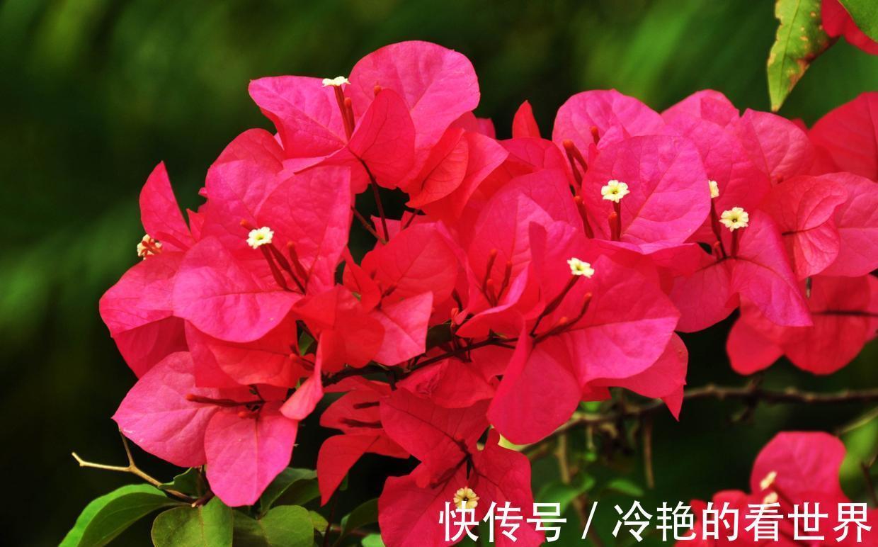 旺盛|三角梅小苗,从3点抓起,快速长成大苗,侧枝多,开花旺盛