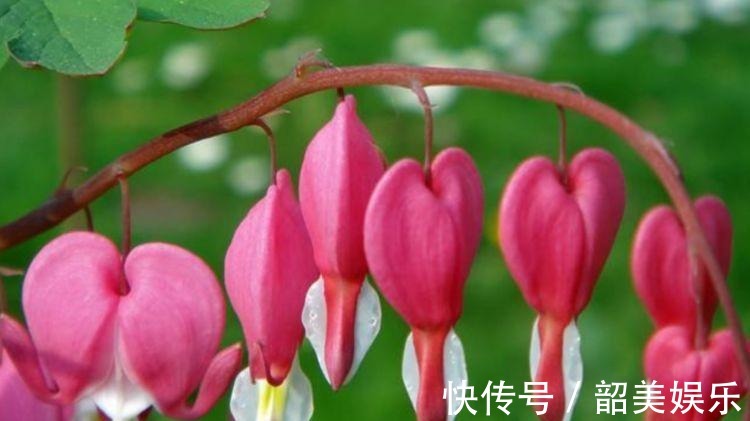 树荫处|4种花好养又漂亮,随便一养成花海,鲜艳无比,开成百花园