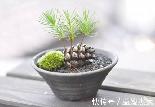 山上捡来的松塔,简单几步就能让它发芽,成了美观的小盆景