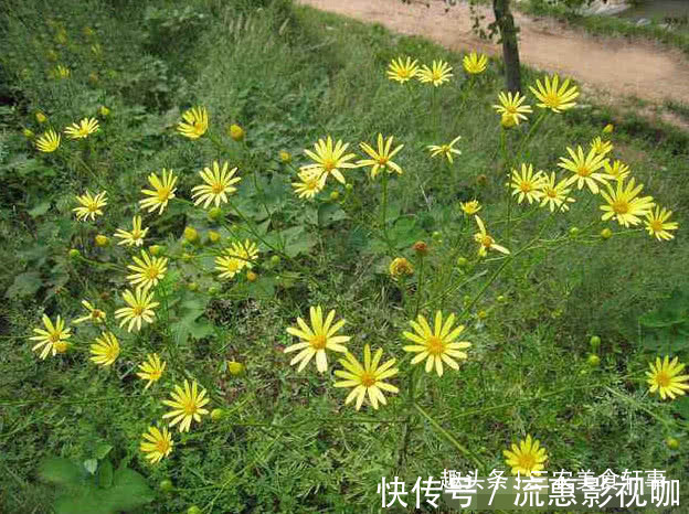 中草药|此种植物是珍贵的中草药，可治湿疹，如今农村集市上20元一斤