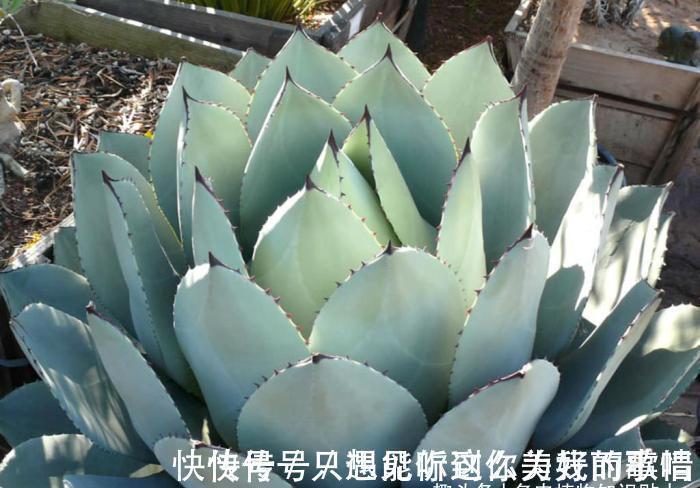 蓝精灵|10种最耐寒的多肉植物,零下了都不会死,新手就养它们吧