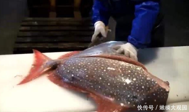 一刀切|日本的“天价月亮鱼”,厨师一刀切开后,才知道贵在哪