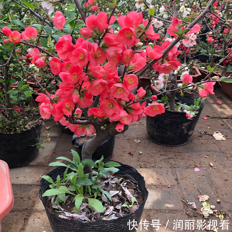 温暖|冬天客厅养3种花,好养好看寓意好,关键是美观大方