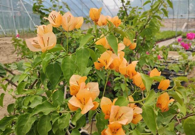 养三角梅,学4招,叶绿枝壮,花苞抢着冒,一次开成“花树”