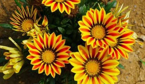  花期|4种花最受欢迎，好养如绿萝，花期超半年，室内也能养，适合新手