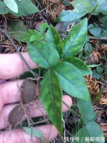 金丝吊葫芦|三叶青也叫“石老鼠”,常见于山林中,农民眼中“天然抗生素”