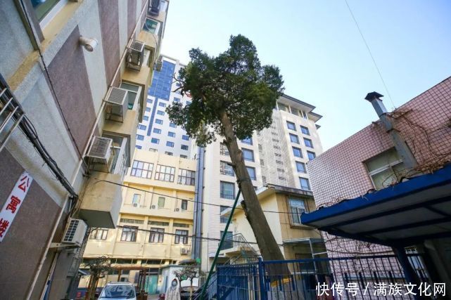 郑亲王家族墓尚存的一棵古树