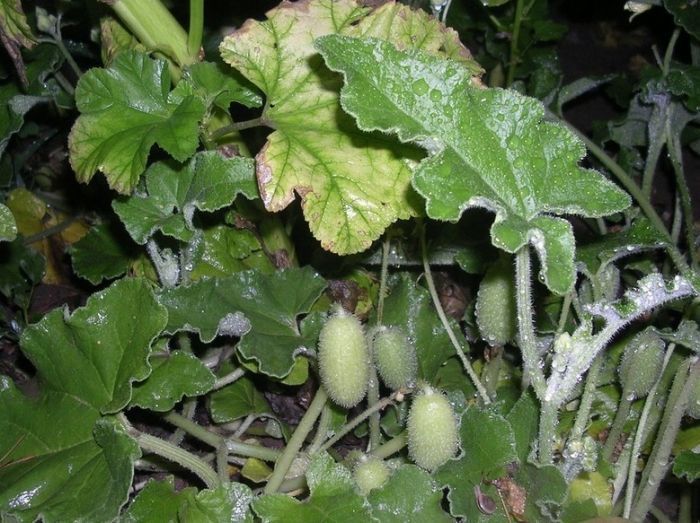 野瓜|在农村看到这个“野瓜”,可不要好奇,请离远一点,沾上就是病