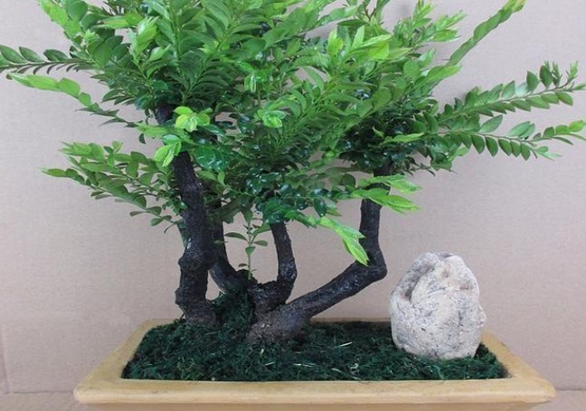 家里的花别乱送人,尤其这“3种”,养得好,“旺财”又“养人”