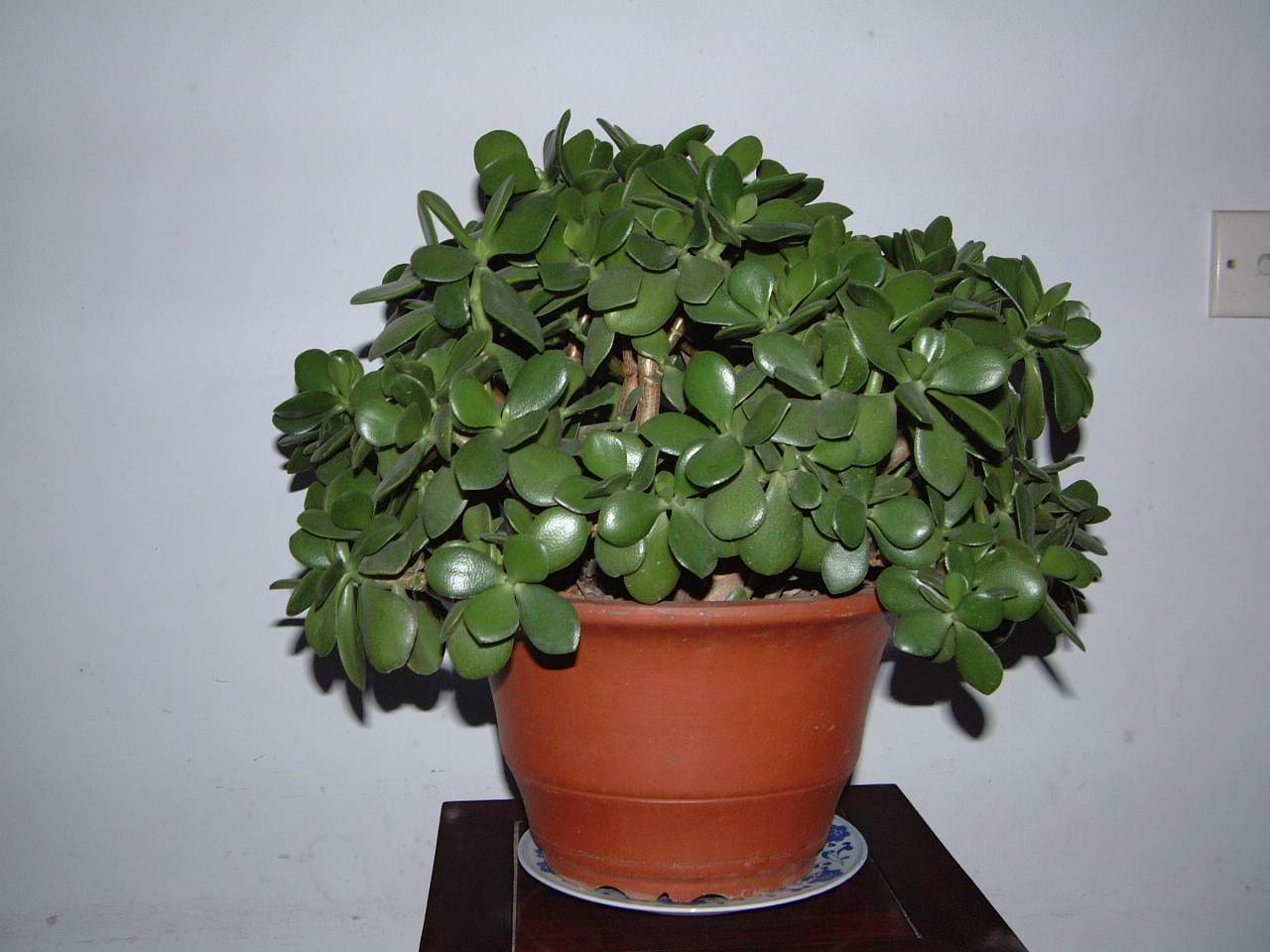 大爷养玉树,最爱做“3件事”,玉树开花,长成“老桩”壮如松