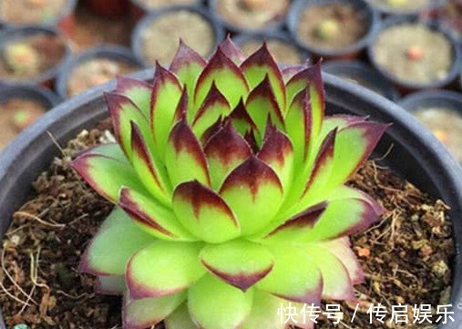 多肉观音莲怎么养教你3个盆栽观音莲的小妙招，不仅旺盛还爆盆