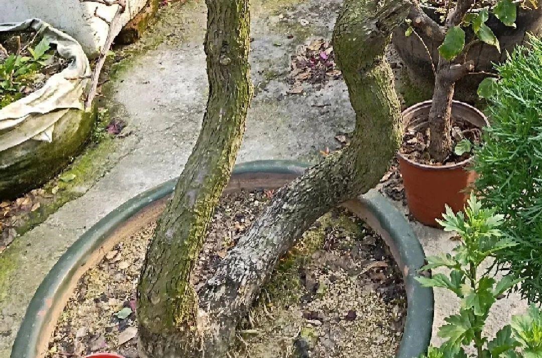 长寿花换盆,切忌越换越大,一直用小盆养才好!