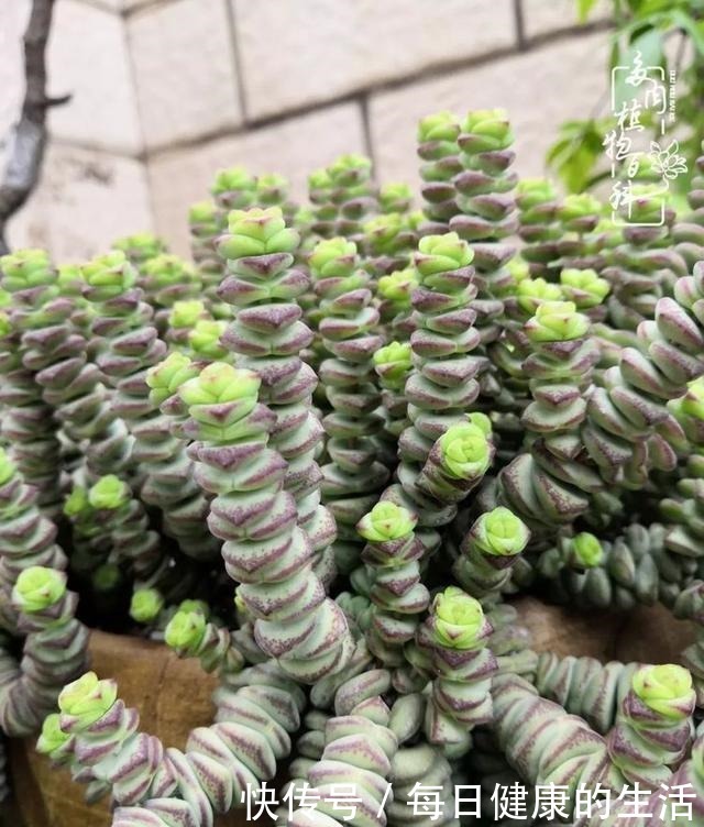 如何让多肉变美看看我是如何宠它们的！如何让多肉变美看看我是如何宠它们的！