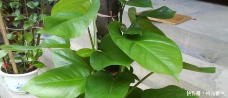 想把绿萝养成“树”请塑料瓶来帮忙，一分钱不花，养成大叶萝！