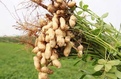 排毒养颜|中年的人可以多吃3种食物,排毒养颜、延缓衰老,好吃也不贵!