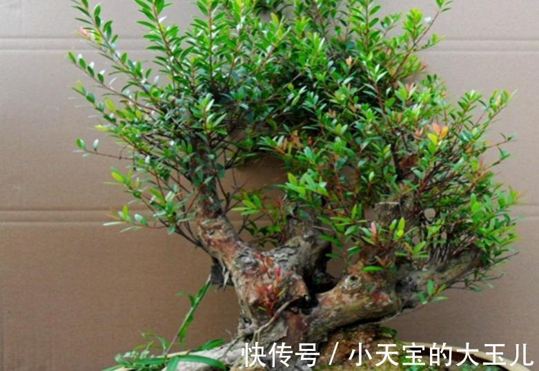 赤楠盆景养护有哪些注意事项，掌握方法技巧轻松解决问题